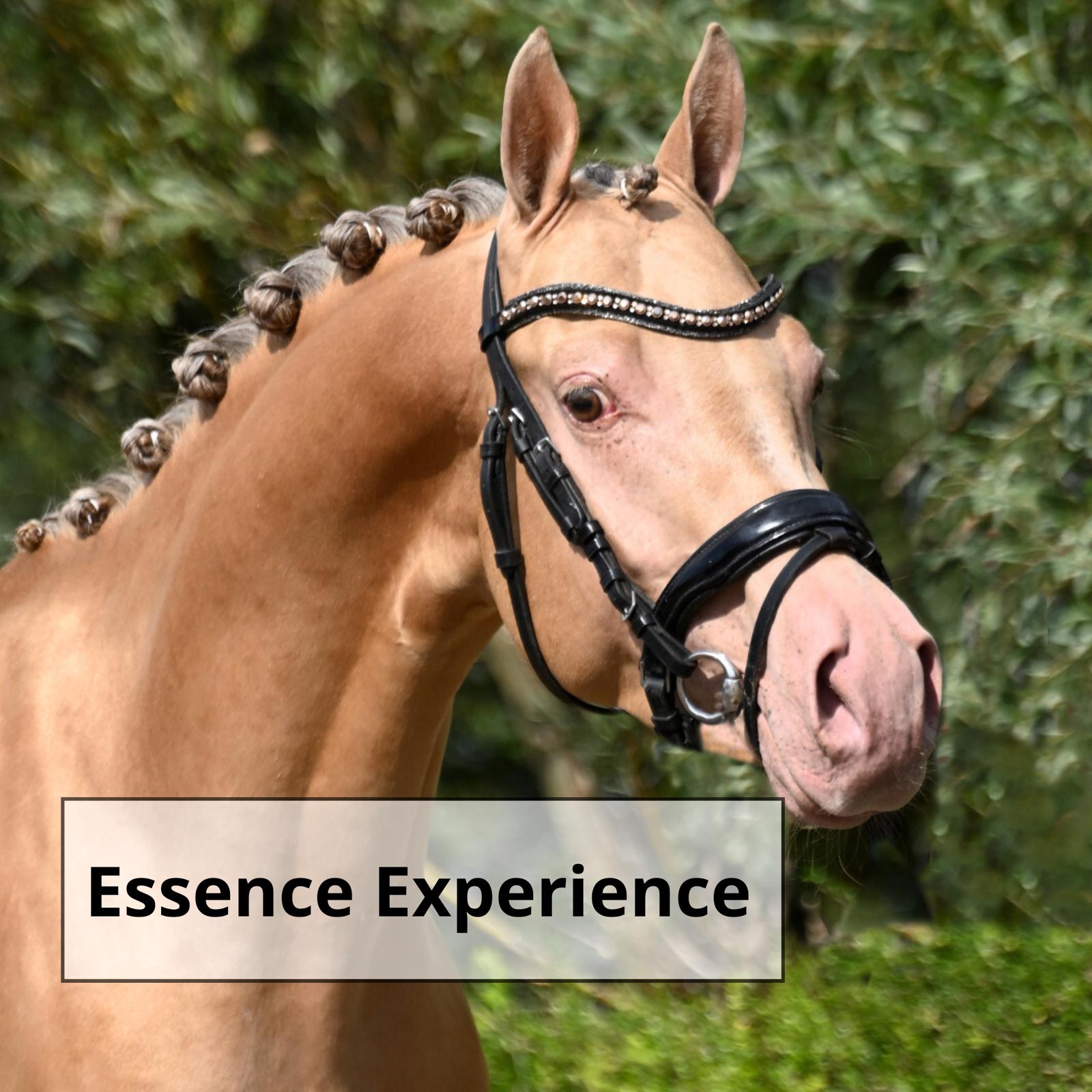 Essence Experience