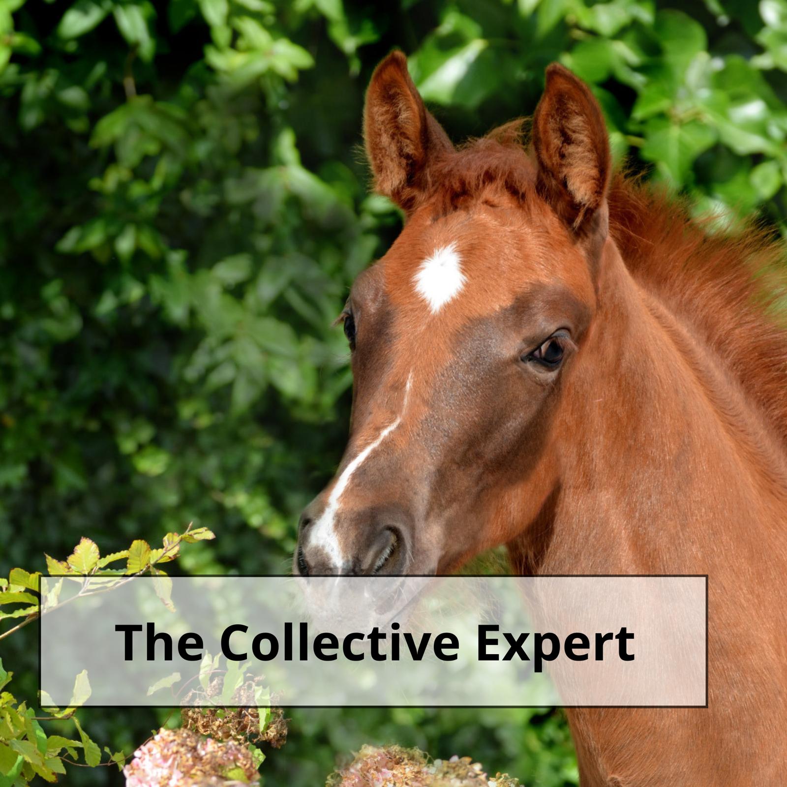 The Collective Expert